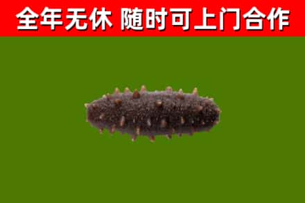 茶陵县回收海参干